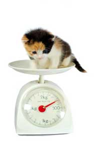 Kitten on a scale