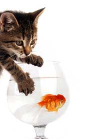 Kitten fishing