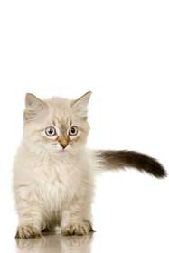 Blue tabby point Birman kitten