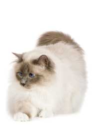 1-year-old Birman