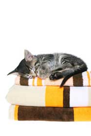 Cat sleeping on colorful towels
