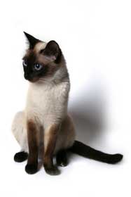 Siamese kitten