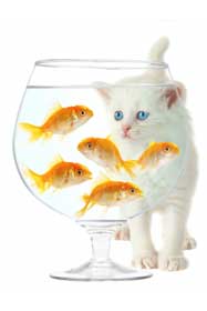 Kitten and goldfish