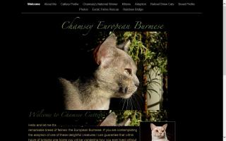 Chamsey European Burmese