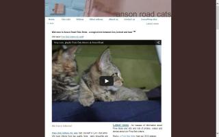 Anson Road Cats