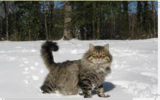 Regal Siberian Cattery