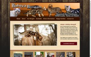 Bahiya Bengal Cats