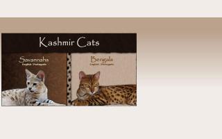 Kashmir Cats