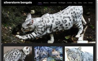 Silverstorm Bengals