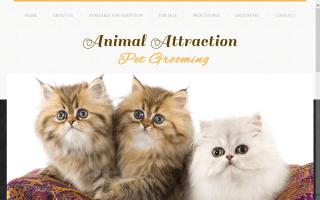 Animal Attraction Pet Grooming / Vanier Persian Cattery