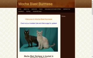 Mocha Blast Burmese