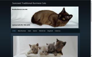 Suncoast Traditional Burmese Cats