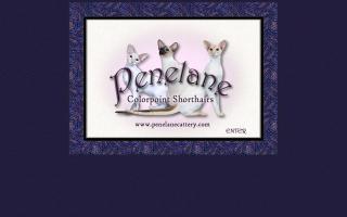 Penelane Colorpoint Shorthairs