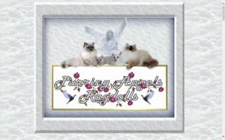 Purring Angels Ragdolls