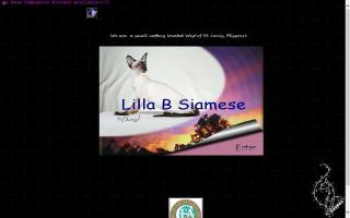 Lilla B Siamese