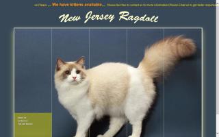 New Jersey Ragdoll