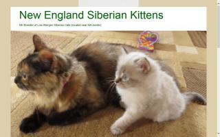 New England Siberian Kittens