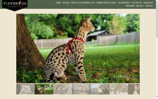 F1 Savannah Cats