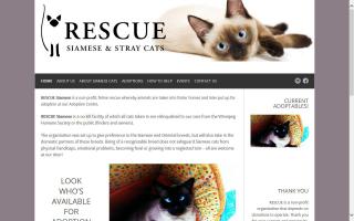 RESCUE Siamese and Stray Cats
