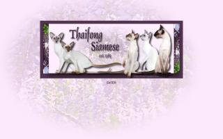 Thaifong Siamese