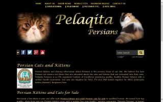 Pelaqita Persians