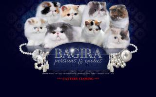 Bagira Persians & Exotics