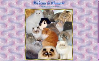 Ahmischi Persians & Himalayans