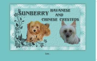 Sunberry Cattery