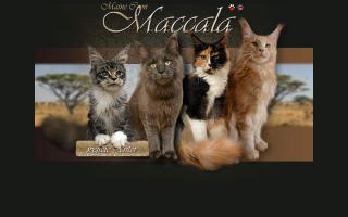 Maccala Maine Coons