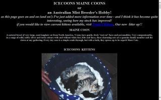 Icecoons Maine Coon Cattery