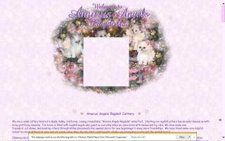 Amorus Angels Ragdoll Cattery