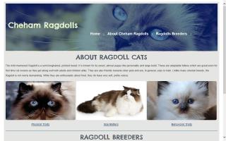 Cheham Ragdolls