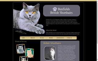 Benfield British Shorthair Cattery
