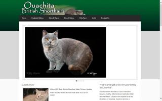 Ouachita British Shorthairs