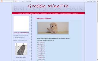 GroSSo MineTTo British Shorthair